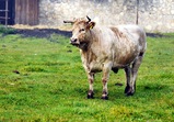Kravky - Mrówka a Popiel - září 2014