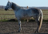 Koně Centauruse 2011 