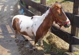 Návštěva firmy BlackHorse
