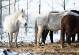 Zima v Centauruse 2016