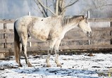 Zima v Centauruse 2016