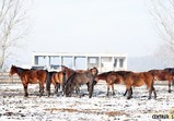 Zima v Centauruse 2016