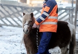 Čipování poníků v Centauruse
