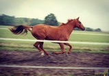 Galerie koní v adoptivních domovech - říjen
