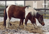 Zima na farmě