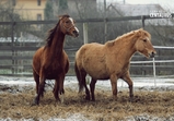Zima na farmě