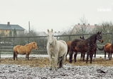 Zima na farmě