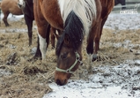 Zima na farmě