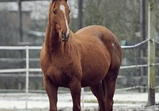 Zima na farmě