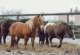 Zima na farmě