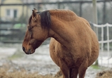 Zima na farmě