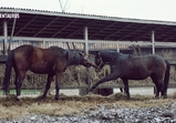 Zima na farmě