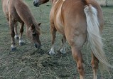 Koně Centauruse 2011 