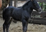 Den Otevřených Dveří 20.05.2017  - galerie