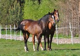 Koně Centauruse 2011 