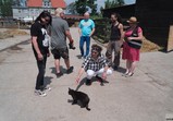 Pudelsi na farmě