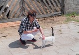 Pudelsi na farmě