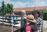 Pudelsi na farmě