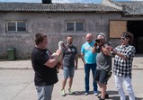 Pudelsi na farmě