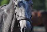 Koně Centauruse 2011 