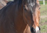 Koně Centauruse 2011 