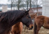 Prosinec 2017 ve Szczedrzykowicích