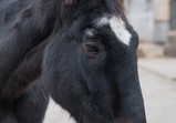 Prosinec 2017 ve Szczedrzykowicích