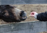 Prosinec 2017 ve Szczedrzykowicích