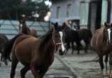 Leden 2018 ve Szczedrzykowicích