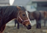 Leden 2018 ve Szczedrzykowicích
