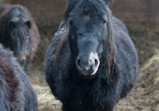 Leden 2018 ve Szczedrzykowicích