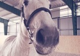 Leden 2018 - koně v adoptivních domovech 