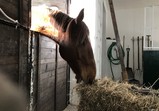 Leden 2018 - koně v adoptivních domovech 
