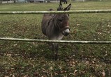 Leden 2018 - koně v adoptivních domovech 