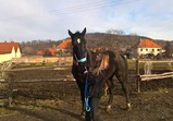 Leden 2018 - koně v adoptivních domovech 