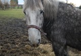 Leden 2018 - koně v adoptivních domovech 
