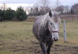 Leden 2018 - koně v adoptivních domovech 