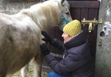 Leden 2018 - koně v adoptivních domovech 