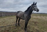 Leden 2018 - koně v adoptivních domovech 