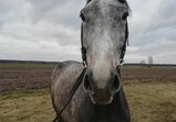 Leden 2018 - koně v adoptivních domovech 