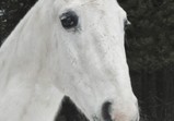 Leden 2018 - koně v adoptivních domovech 