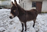 Leden 2018 - koně v adoptivních domovech 