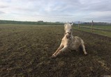 Leden 2018 - koně v adoptivních domovech 
