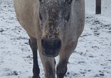 Leden 2018 - koně v adoptivních domovech 