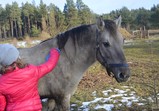 Leden 2018 - koně v adoptivních domovech 