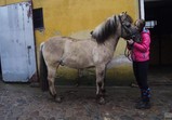 Leden 2018 - koně v adoptivních domovech 