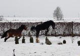 Leden 2018 - koně v adoptivních domovech 