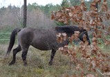 Leden 2018 - koně v adoptivních domovech 
