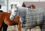 Únor 2018 na farmě
