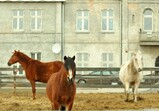 Únor 2018 na farmě